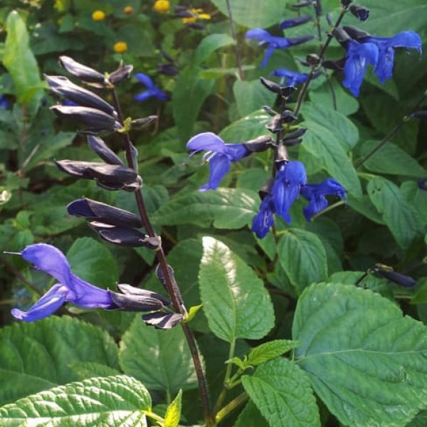 1488820298salvia-giant-blue-salvia-guaranitica-detail.jpg