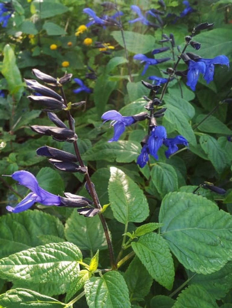 1488820298salvia-giant-blue-salvia-guaranitica-detail.jpg