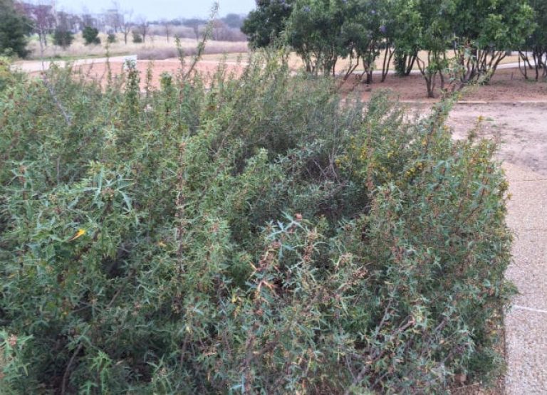 1488820975Agarita-Mahonia-trifoliolata-form-Southwest-greenway2-blackland-prairie-park.jpg