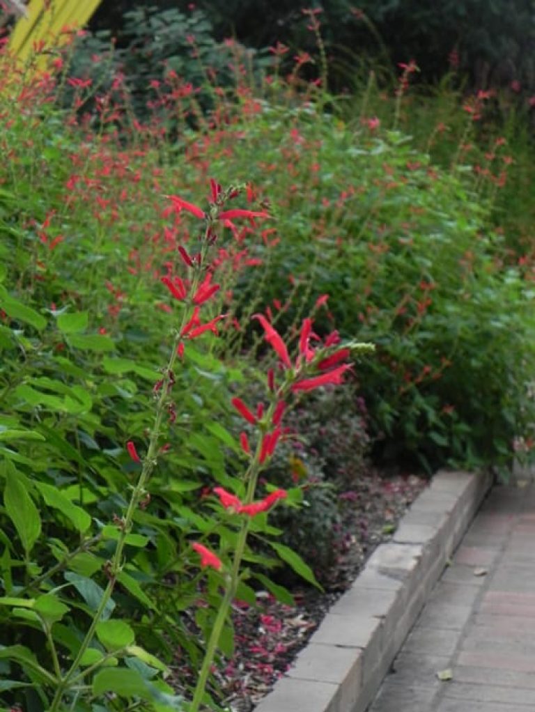 1488821556Sage-pineapple-Salvia-elegans-detail-flowering-SABG.jpg