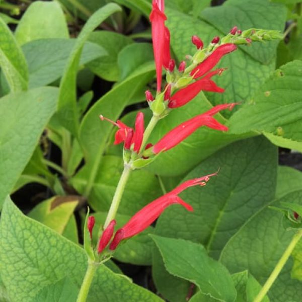 1488821559Sage-pineapple-Salvia-elegans-detail.jpg