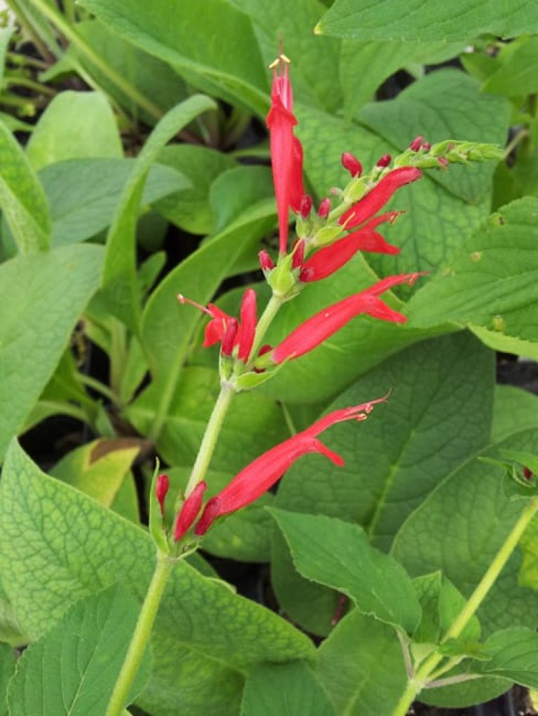 1488821559Sage-pineapple-Salvia-elegans-detail.jpg