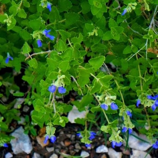 1488822097Sage-shrubby-blue-Salvia-ballotiflora-detail-flowering-del-rio.jpg