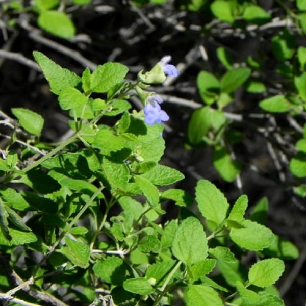 1488822122Sage-shrubby-blue-Salvia-ballotiflora-detail-del-rio-underbrush.jpg