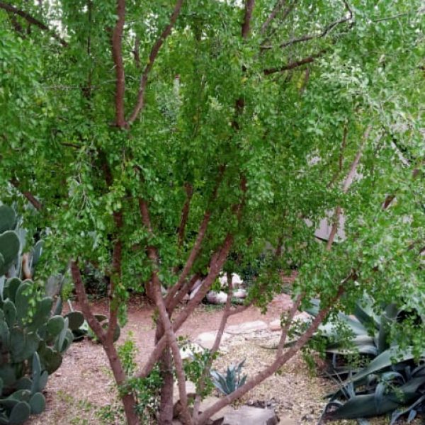 1488822935Brasil-Condalia-hookeri-form-shrub.jpg