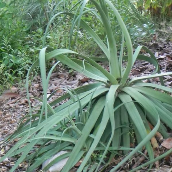 1488823329Agave-Octopus-Agave-bracteosa-form-sabg-8-2014.jpg