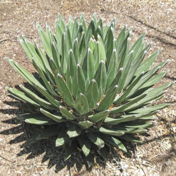 1488823726Agave-Royal-Agave-victoria-reginae-form.jpg