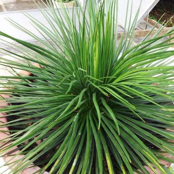 1488824158Agave-twin-flowered-Agave-geminiflora-form-pool-6-2014.jpg