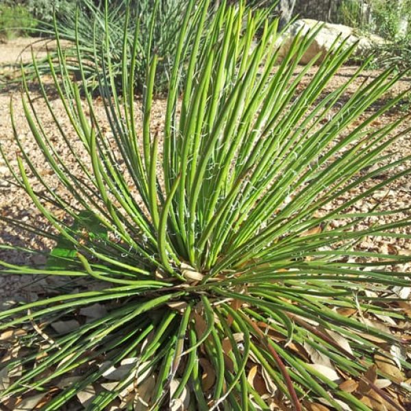 1488824166Agave-Twin-flowered-Agave-geminiflora-detail-2012-11-07.jpg