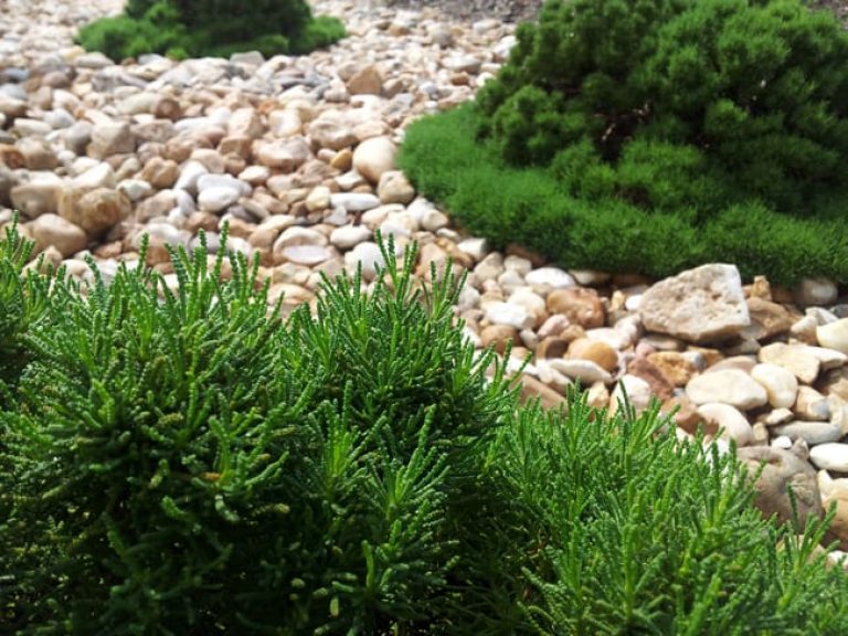 1488824644Santolina-Green-Santolina-virens-detail.jpg