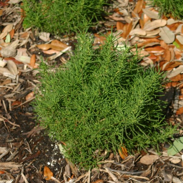 1488824717Santolina-Green.JPG