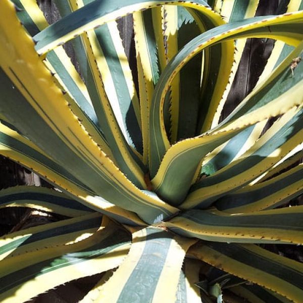 1488824754Century-Plant-variegated-Agave-americana-marginata-form.JPG
