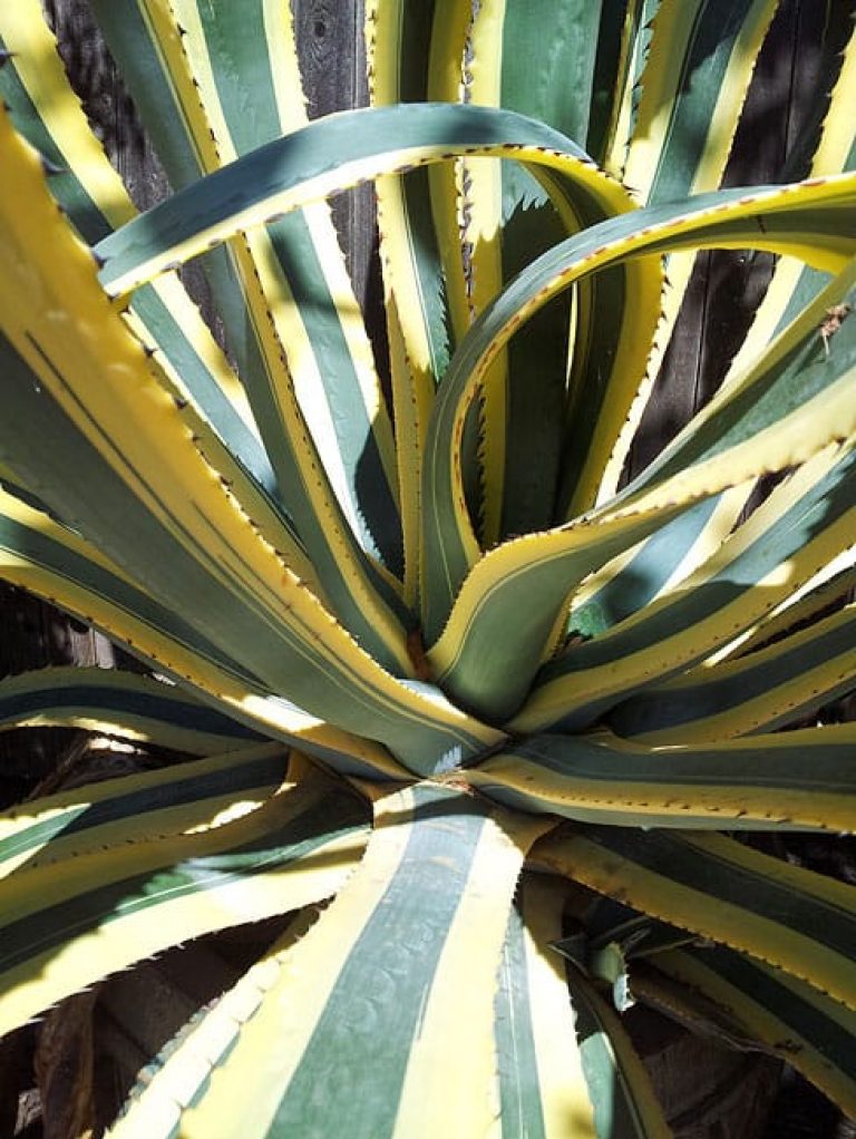 1488824754Century-Plant-variegated-Agave-americana-marginata-form.JPG
