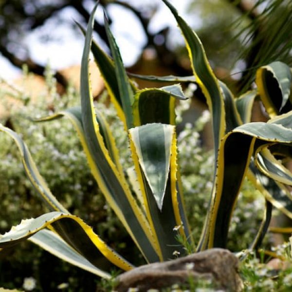 1488824777Agave-Variegated-Agave-americana-var-marginata-form.jpg