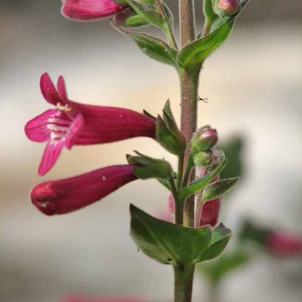 1488824904Pentstemon-Scarlet-Pentstemon-triflorus-detail.jpg