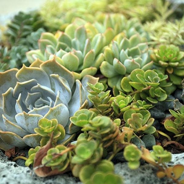 1488825152Sedum-sp-sedum-sp-form-botanical.jpg