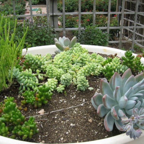 1488825161sedum-sp-detail.jpg