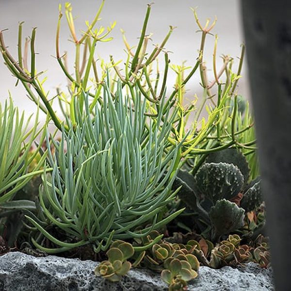 1488825293Sedum-sp-ep-150818_8725.JPG