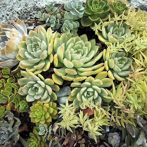 1488825304Sedum-sp-ep-150818_8730.JPG