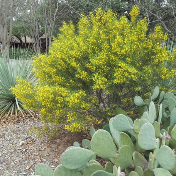 1488825596Senna-Australian-Senna-artemisioides-form-garden-center.jpg