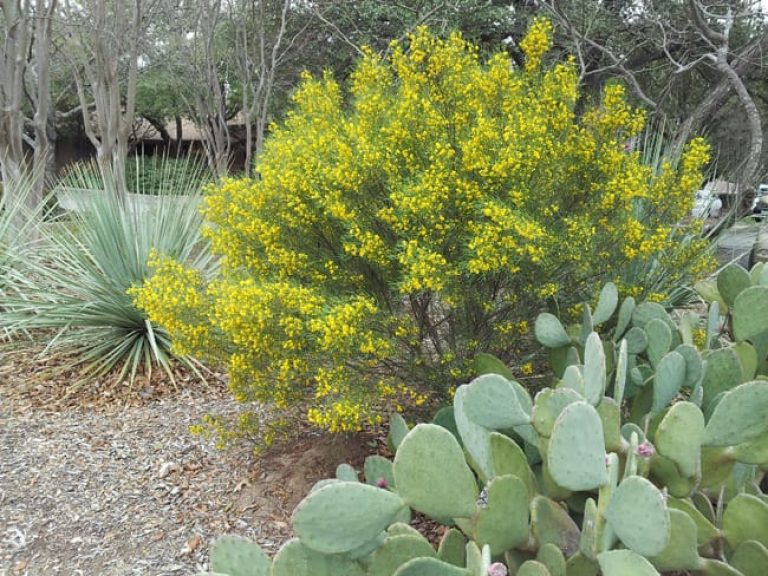 1488825596Senna-Australian-Senna-artemisioides-form-garden-center.jpg