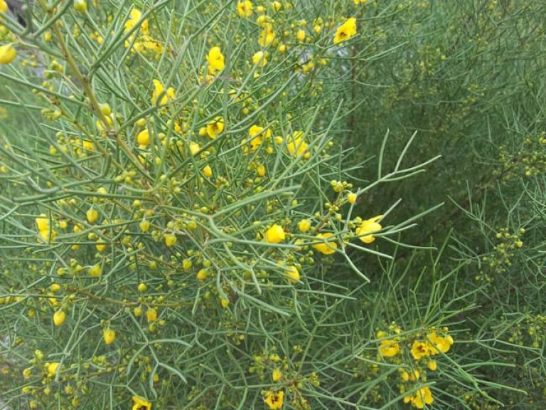 1488825599Senna-Green-Senna-artemisioides-detail-flower.jpg