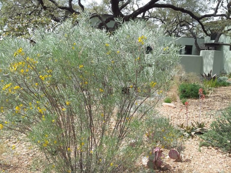 1488825611Senna-australian-Senna-artemisioides-form-silver-flowering.jpg