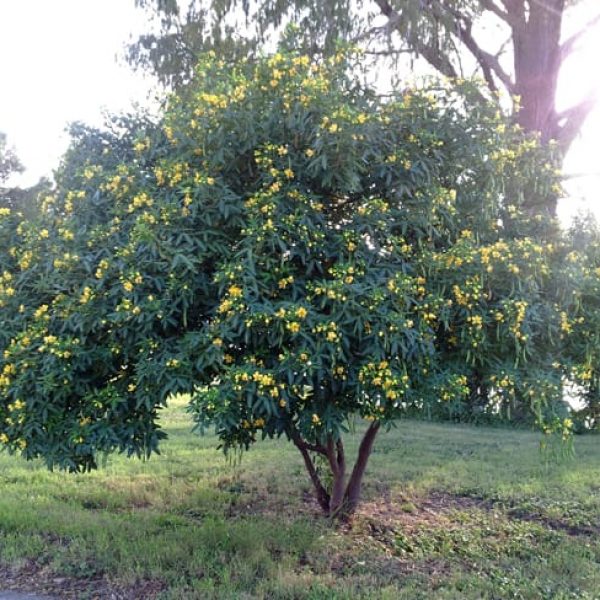 1488825940Senna-flowery-Cassia-corymbosa-form-Woodlawn-Lake-autumn-2014-2.jpg