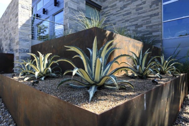 1488825945Agave-white-striped-Agave-americana-var-medio-picta-form-Inverness-ep.jpg