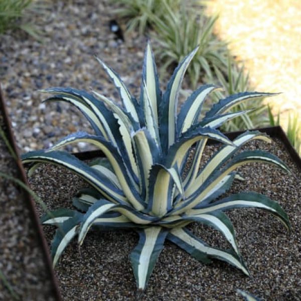 1488825949Agave-white-striped-Agave-americana-medio-picta-form-Turnberry-ep.jpg