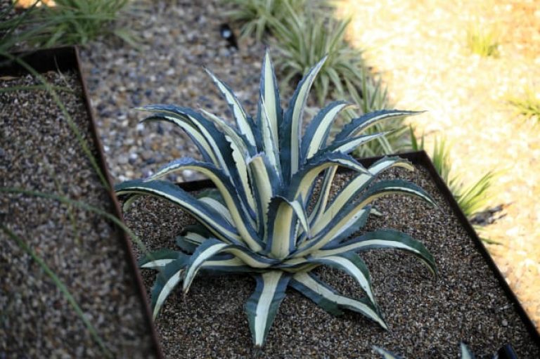 1488825949Agave-white-striped-Agave-americana-medio-picta-form-Turnberry-ep.jpg