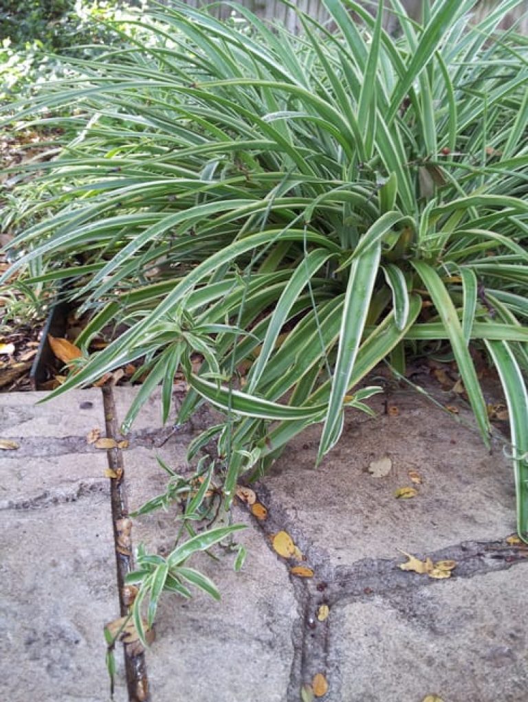 1488826311airplane-plant-chlorophytum-comosum-form3.jpg