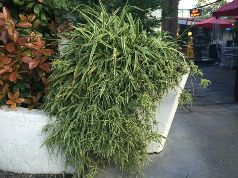 1488826314Airplane-plant-Chlorophytum-comosum-form-La-Fogata-brad-wier.jpg