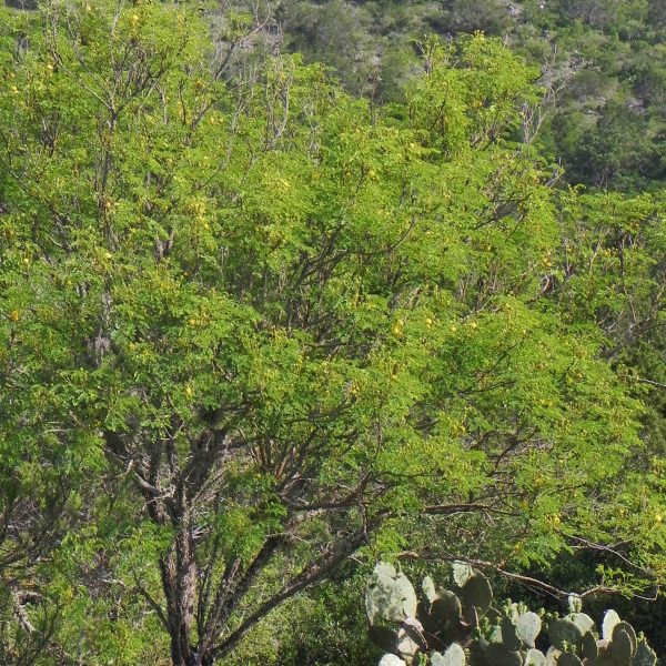 1488826567Goldenball-lead-tree-Leucaena-retusa-form-bwier.jpg