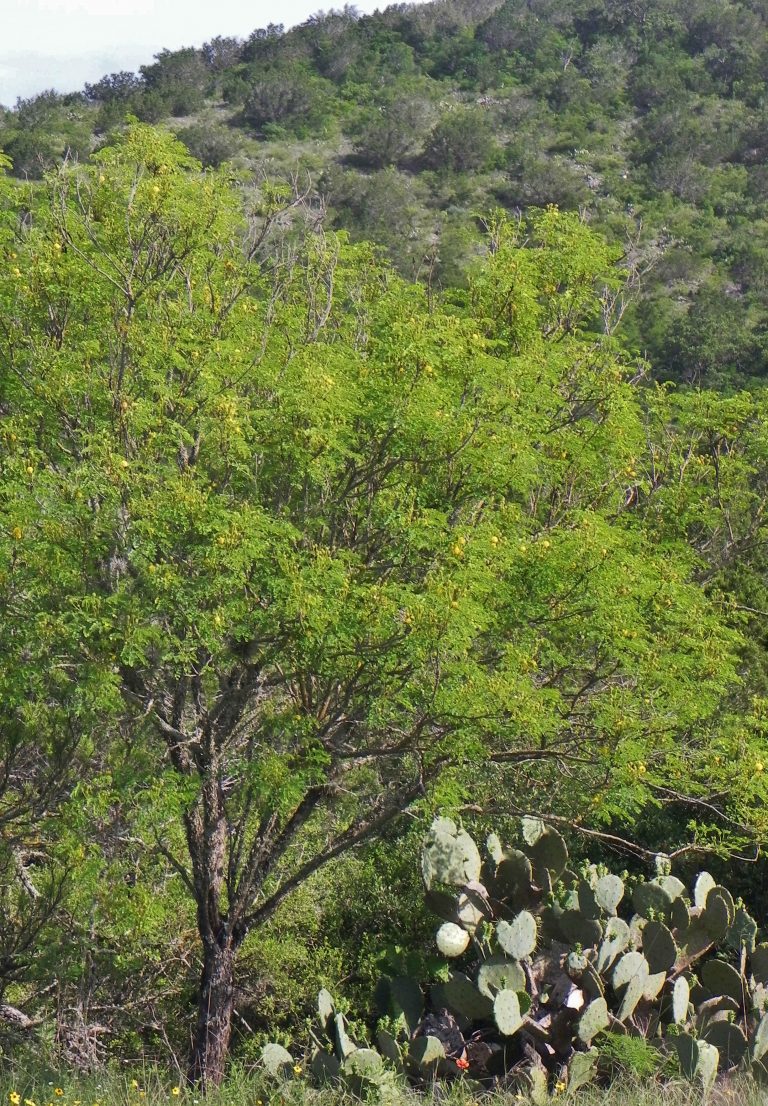 1488826567Goldenball-lead-tree-Leucaena-retusa-form-bwier.jpg