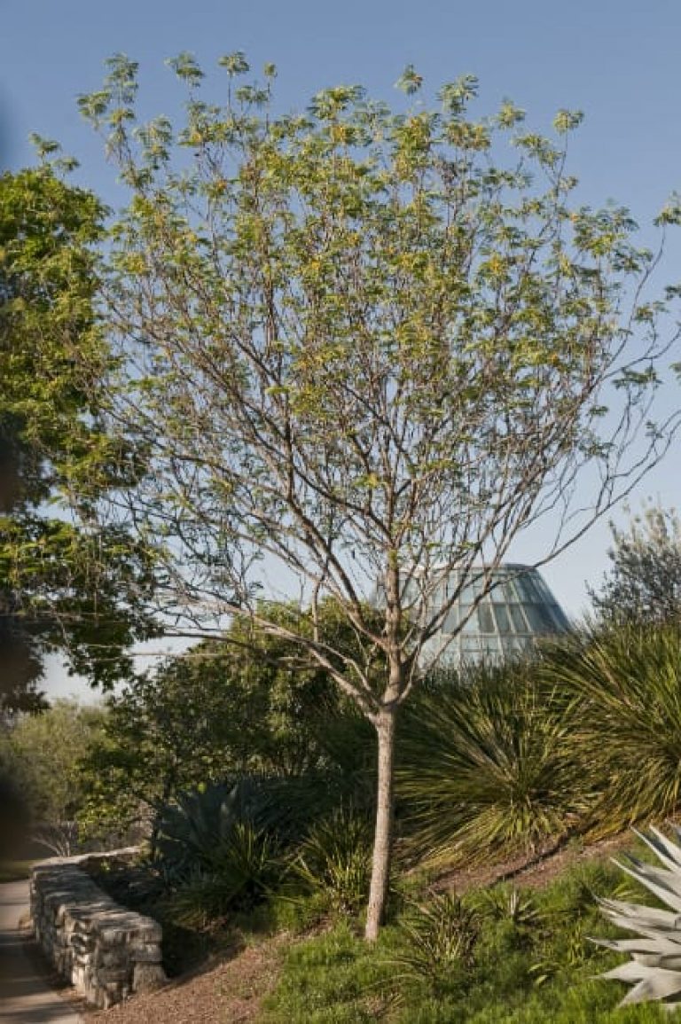 1488826569Goldenball-Leadtree-Leucaena-retusa-form.jpg