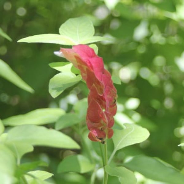 1488826751Shrimp-Plant-Justicia-brandegeeana-detail.jpg