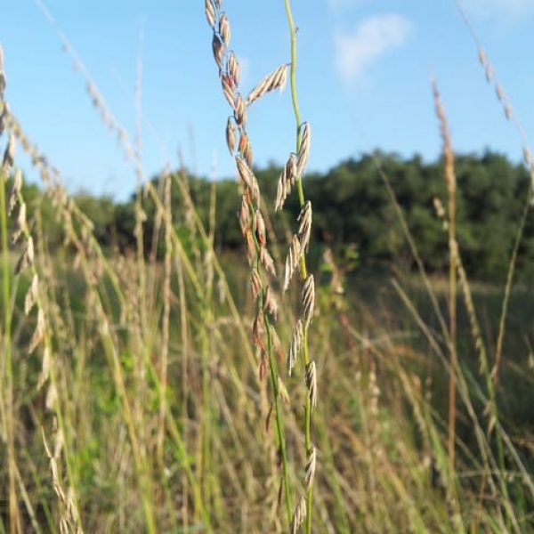 1488826928sideoats-grama-Bouteloua-curtipendula-detail.jpg