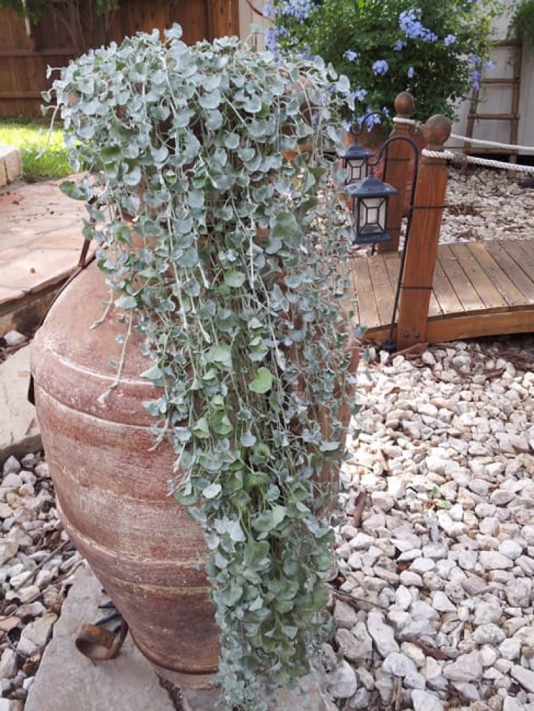 1488827105silvery-ponyfoot-dichondra-argentea-form.jpg
