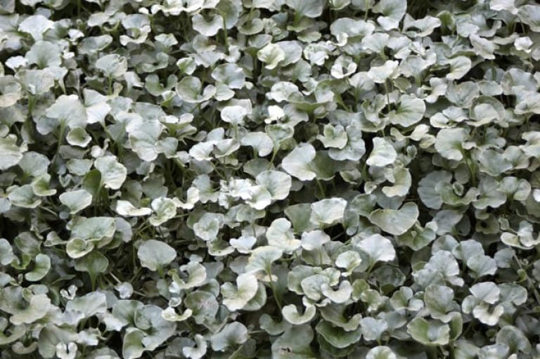 1488827118Silver-Ponyfoot-Dichondra-argentea-detail.jpg