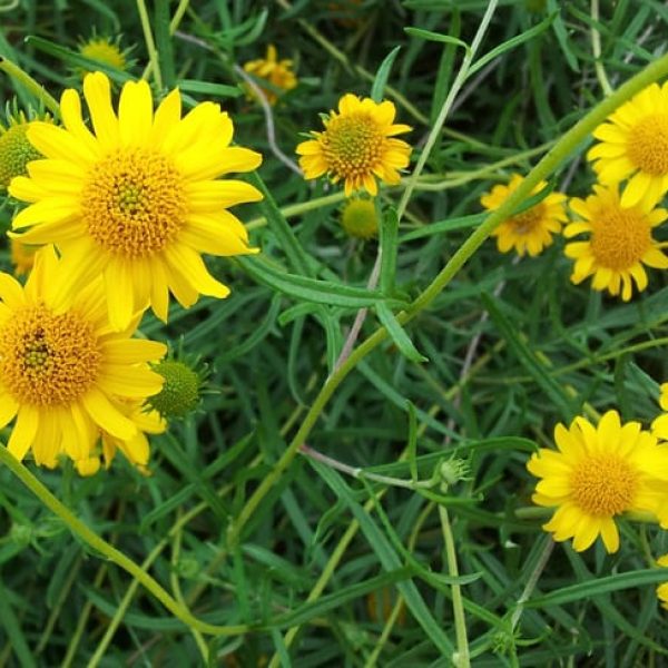 1488827887Skeletonleaf-Daisy-Viguiera-stenoloba-detail.jpg