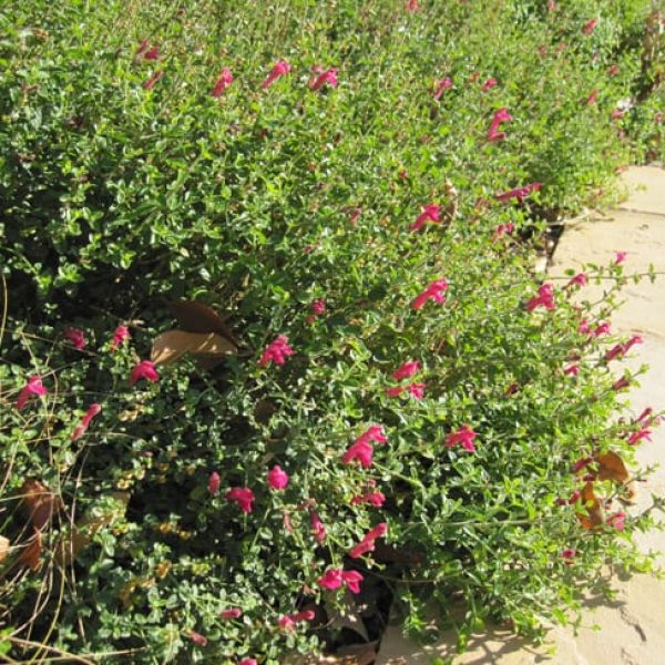 1488828080Skullcap-Pink-Scutelleria-suffretescens-form.jpg
