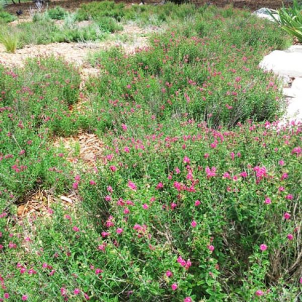 1488828086Scullcap-Pink-Scutellaria-frutescens-form-Hollywood-Park-6-2014.jpg
