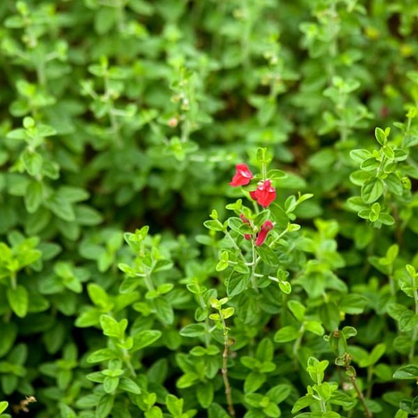 1488828091Scullcap-pink-Scutellaria-frutescens-detail-leaf-11-2013.jpg