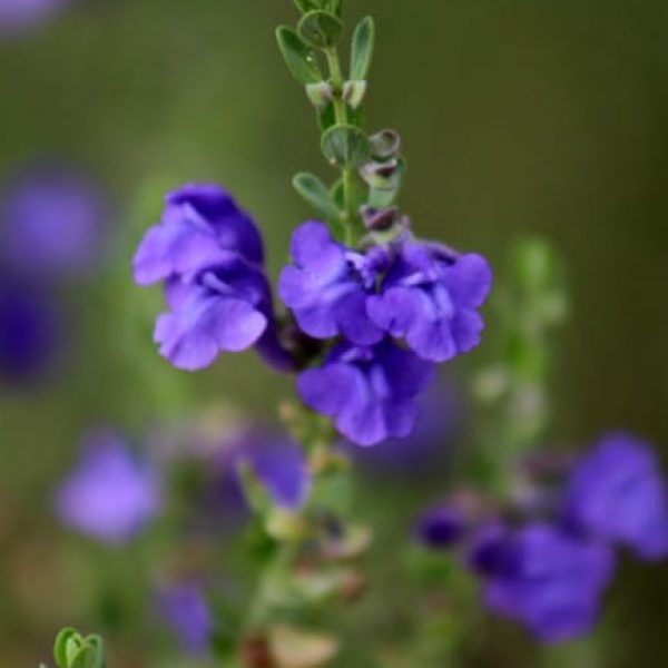 Wright's Skullcap | Garden Style San Antonio