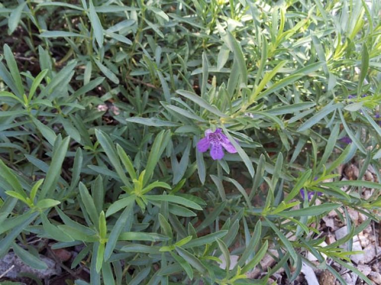 1488828975snakeherb-Dyschoriste-linearis-detail.jpg