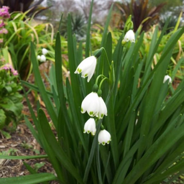 1488829530snowdrops-leucojum-aestivum-detail.jpg
