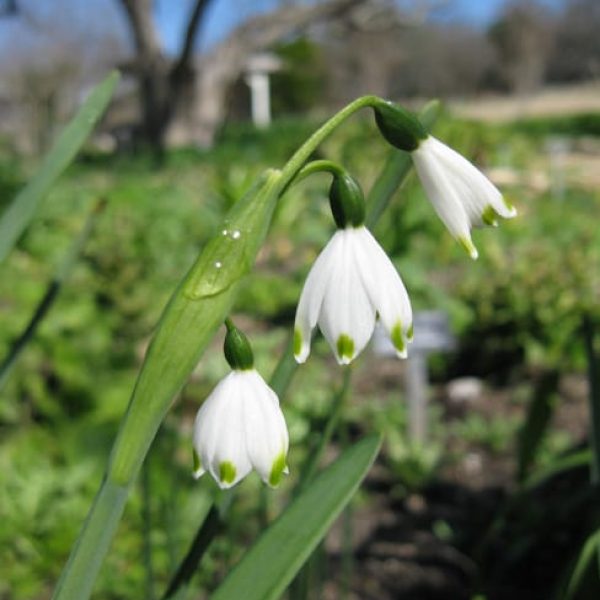 1488829534snowdrops-Leucojum-aestiva-detail.jpg