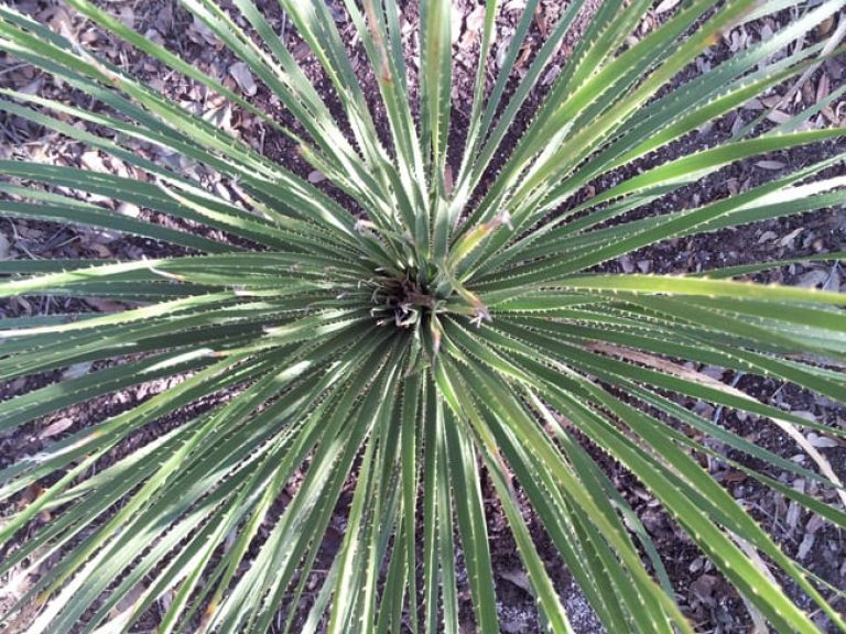 1488830429sotol-texas-dasylirion-texana-detail.jpg