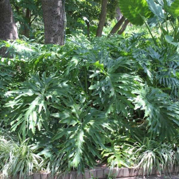 1488830987Split-leaf-Philodendron-Philodendron-selloum-form.jpg